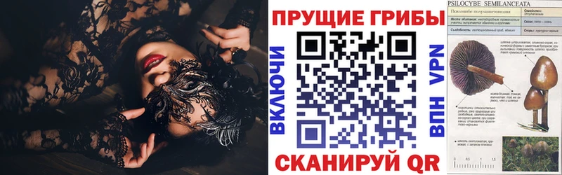 Купить где  Тулун  Галлюциногенные грибы Cubensis 