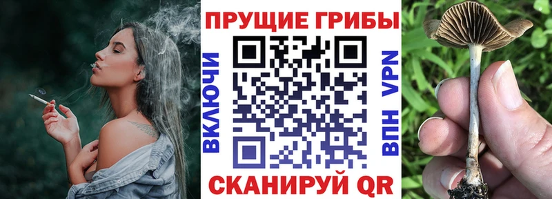 Галлюциногенные грибы Psilocybine cubensis Тулун